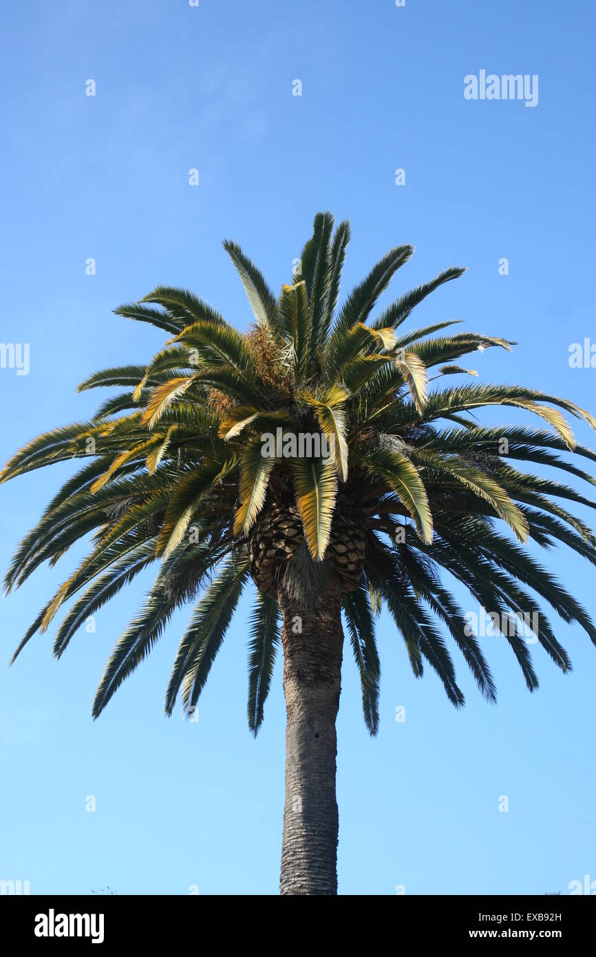Palm tree against a bright blue sky, California. Stock Photo