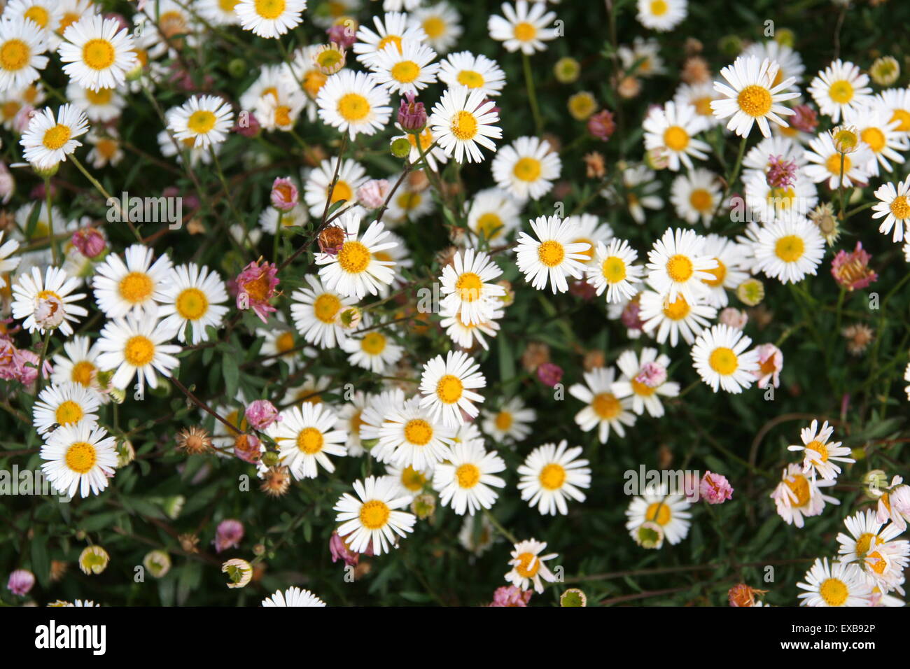 Carpet of white daisies,  Australia. Stock Photo