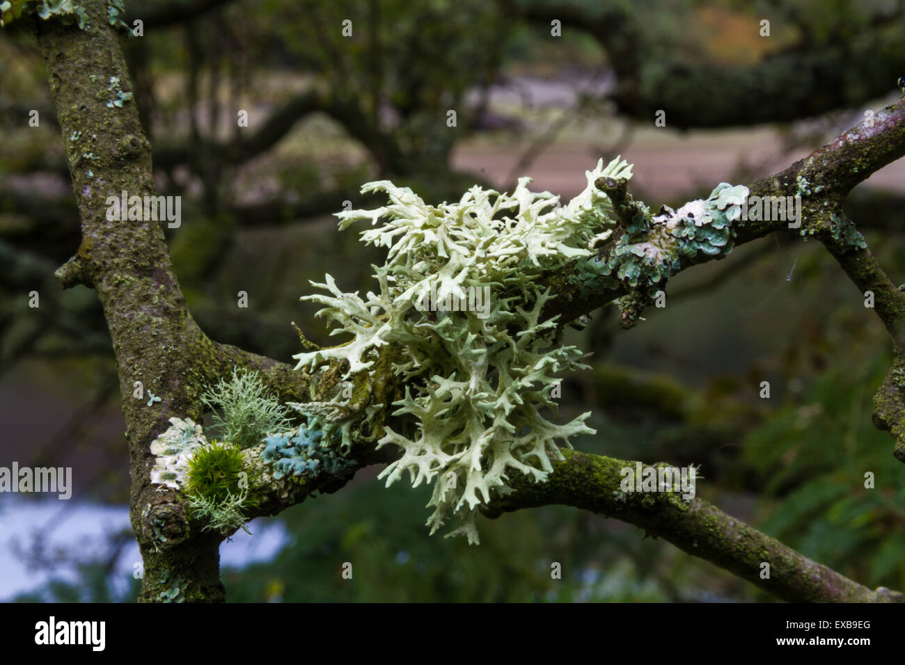 Lichen evernia prunastri, oakmoss, growing on branch, United Kingdom. Used if French perfume industry. Stock Photo