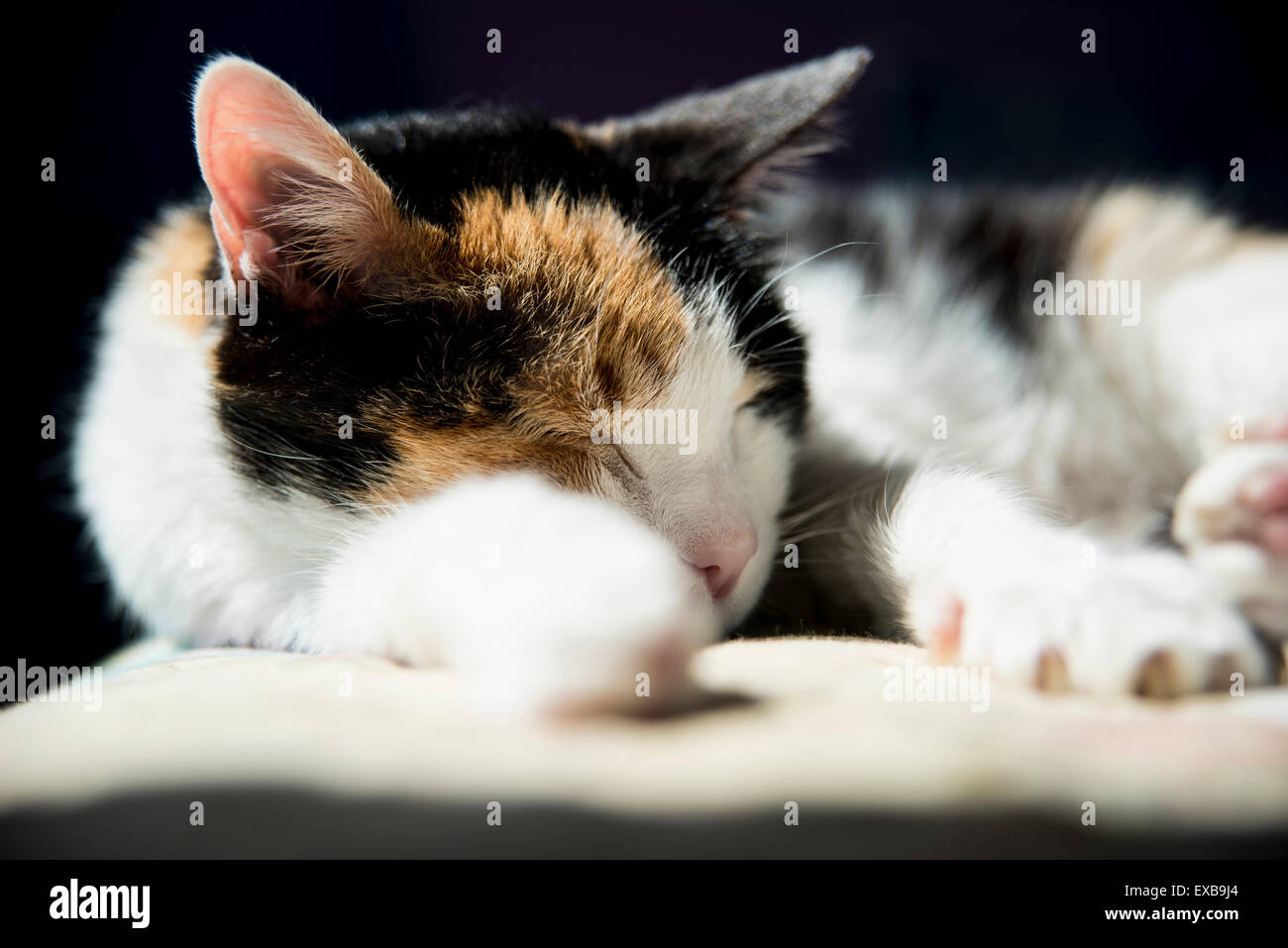 Portrait of domestic cat Stock Photo - Alamy