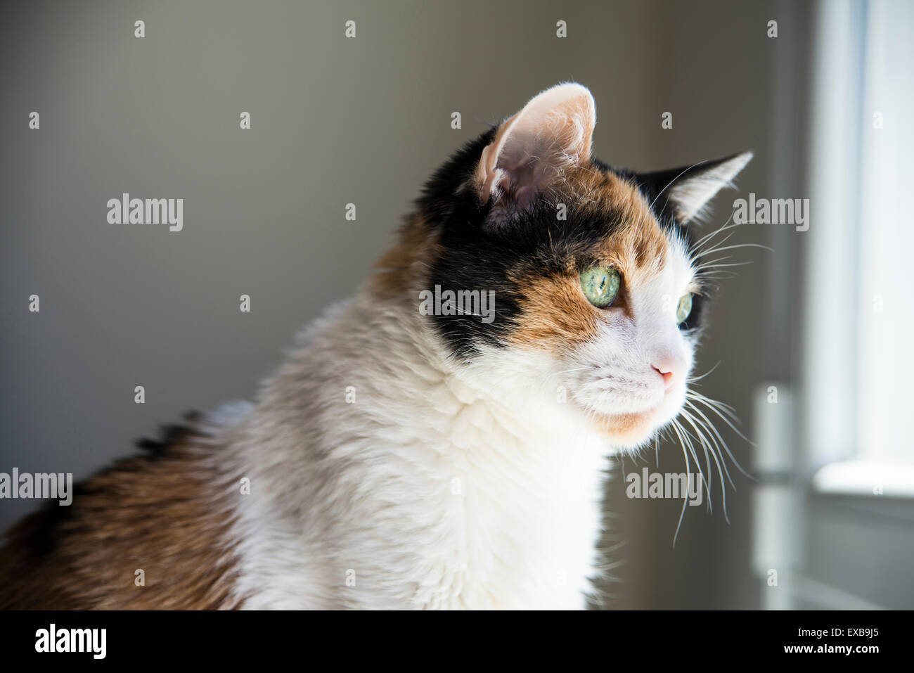 Portrait of domestic cat Stock Photo - Alamy
