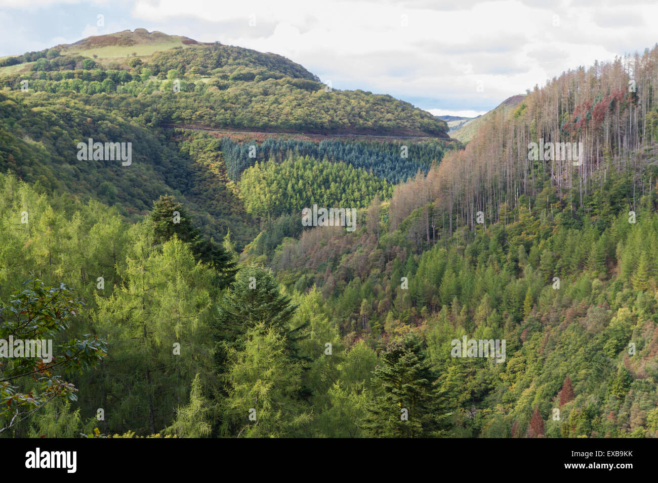 Wooded tree lined valley of river Afon Rheidol,  Pontarfynach, Hafod estate, Ceredigion, Wales, United Kingdom, Europe. Stock Photo