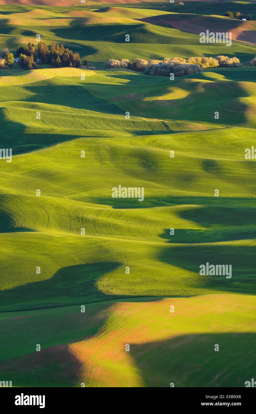 Rolling hills of green wheat fields seen from Steptoe Butte, the Palouse region of the Inland Empire of Washington Stock Photo