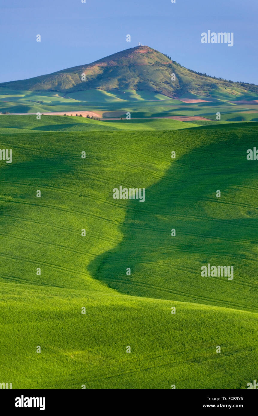 Steptoe Butte and the rolling hills of green wheat fields in the Palouse region of the Inland Empire of Washington Stock Photo