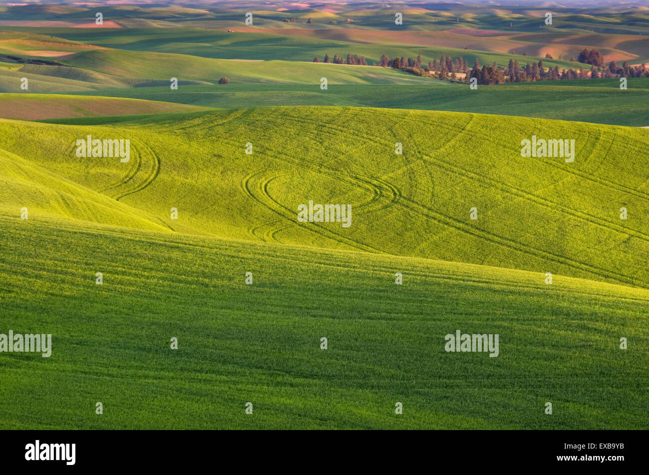 Rolling hills of green wheat fields in the Palouse region of the Inland Empire of Washington Stock Photo