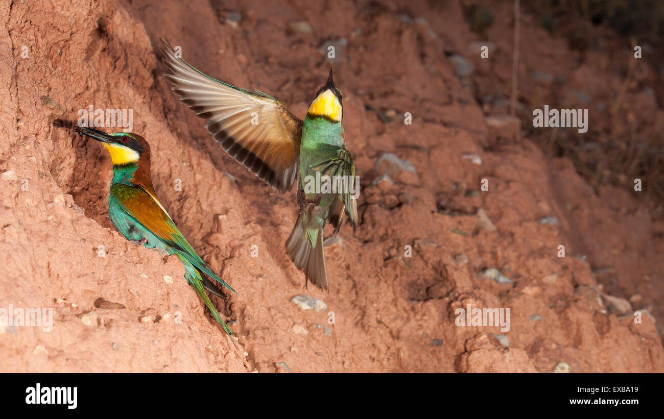 couple of european bee eaters on their nest Stock Photo
