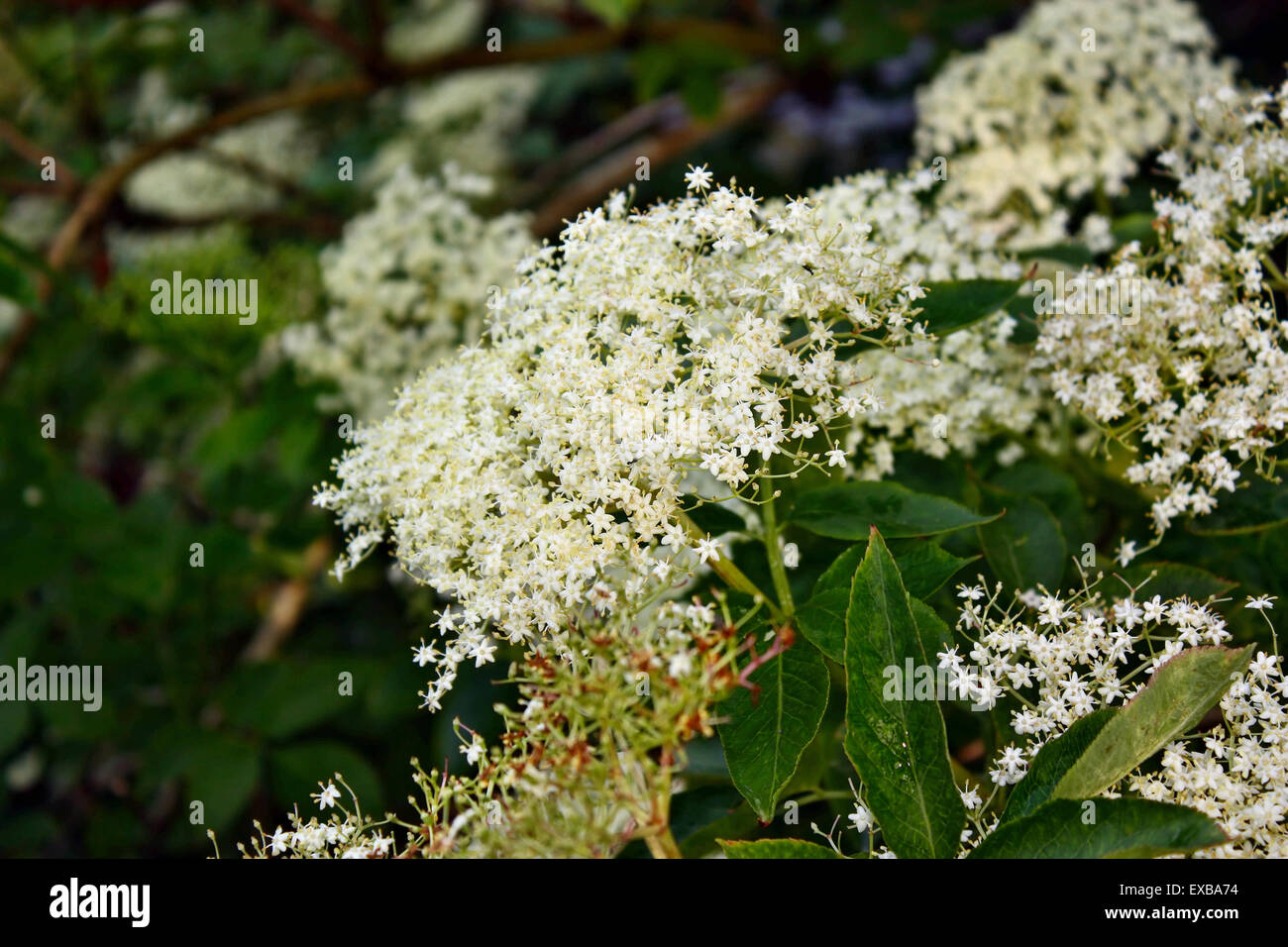European Black Elderberry Sambucus Nigra Flower And Foliage Stock European Black Elderberry Sambucus Nigra Flower And Foliage Stock