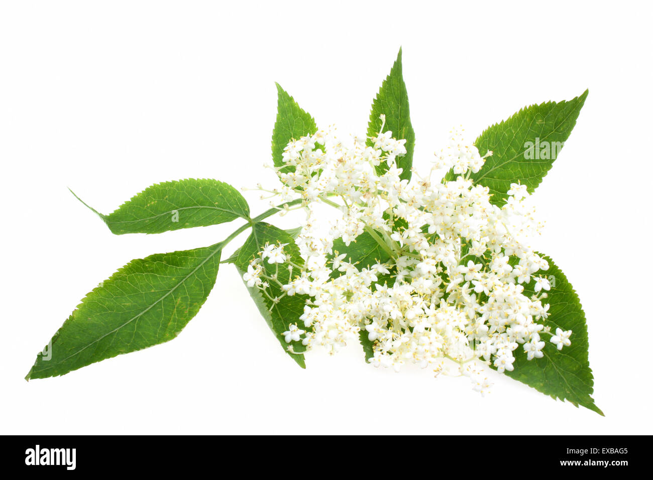 Elderberry or sambucus nigra isolated on white background Stock Photo ...