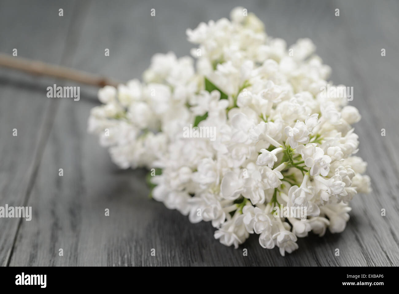 white lilac flower on old oak table Stock Photo