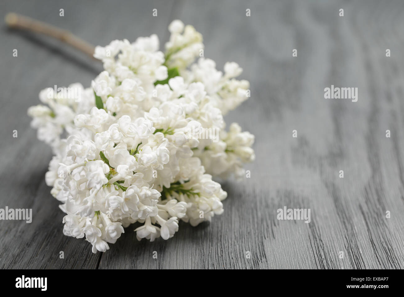 White oak background hi-res stock photography and images - Alamy