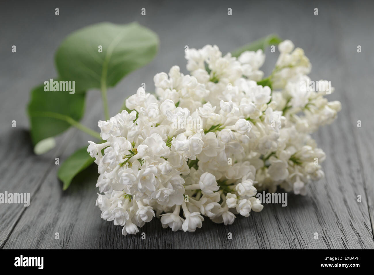 white lilac flower on old oak table Stock Photo
