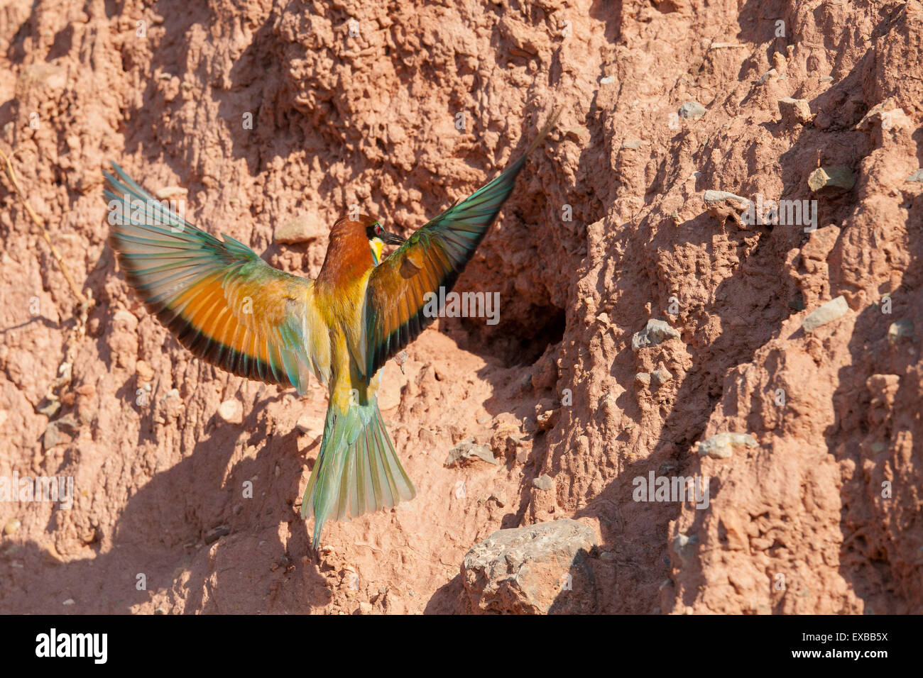 european bee eater arrival to its nest Stock Photo