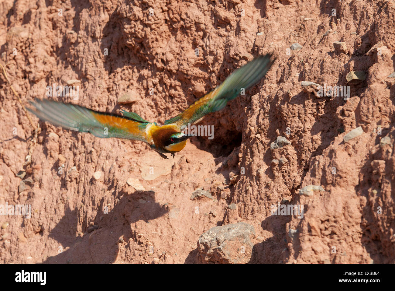 european bee eater leaving its nest Stock Photo