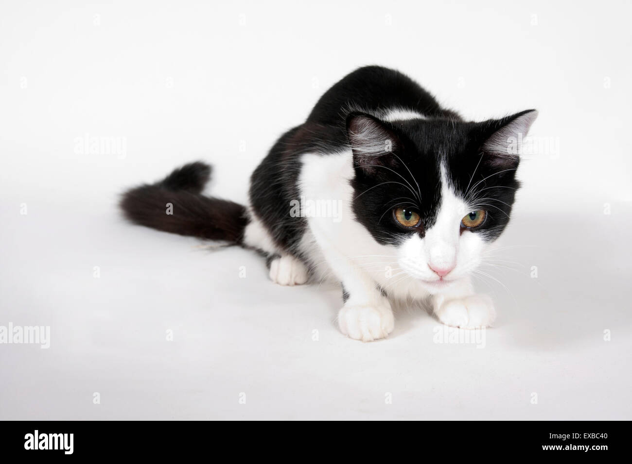 black and white domestic kitten single female cowering studio, UK Stock Photo