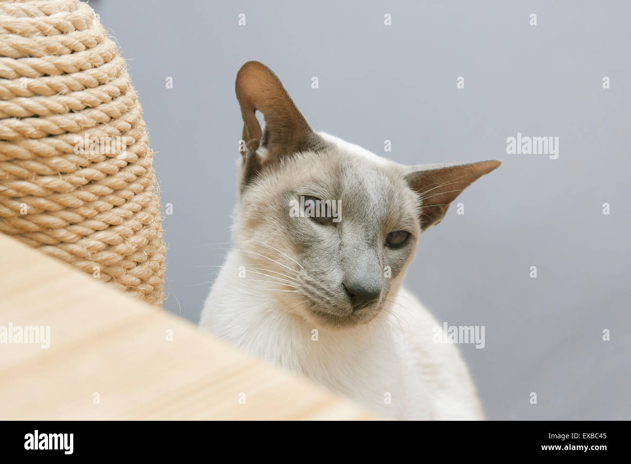 Siamese cat with torn ear Stock Photo