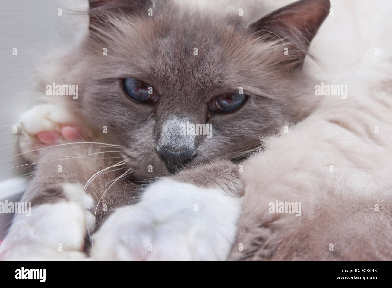 Birman cat, adult Stock Photo