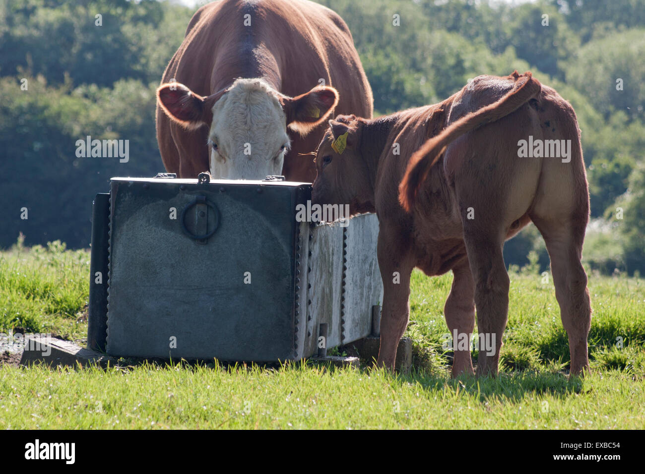 Cow and bullock at drinking trough, Hurstpierpoint, Sussex Stock Photo