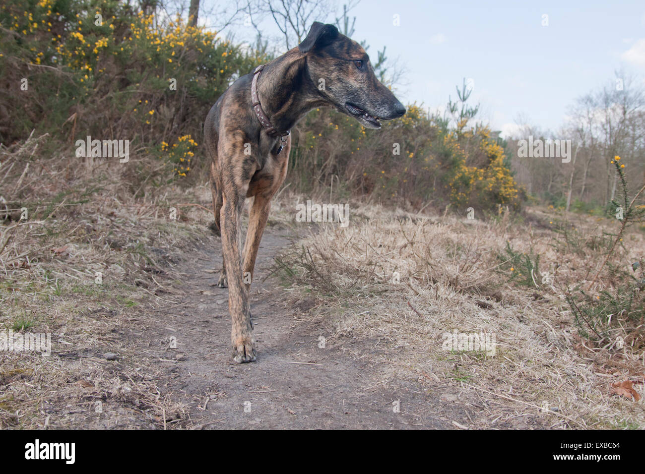 Lurcher Dog walking on country path, Marley Down, Surrey Stock Photo Alamy