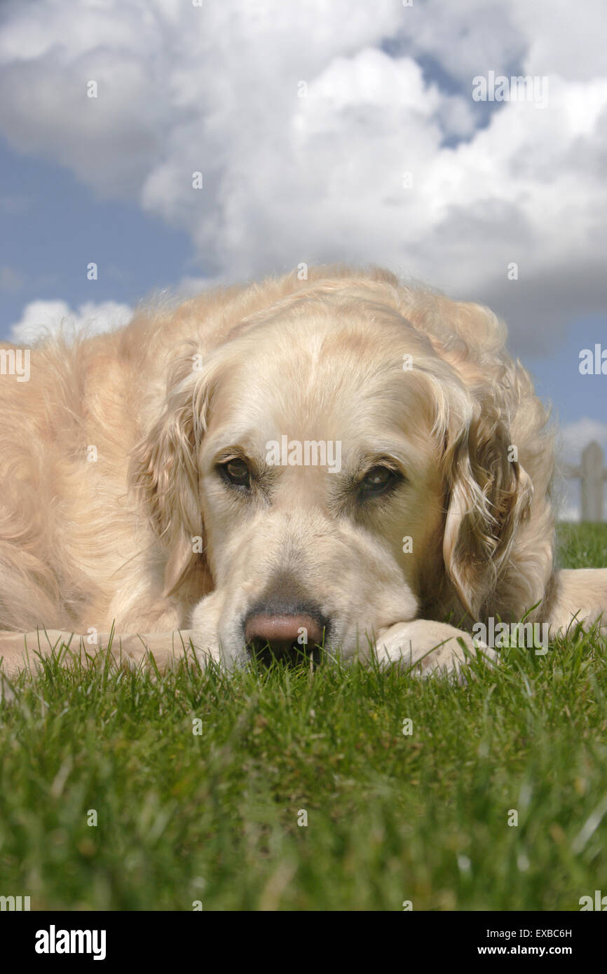 golden retriever dog sitting on grass Stock Photo - Alamy