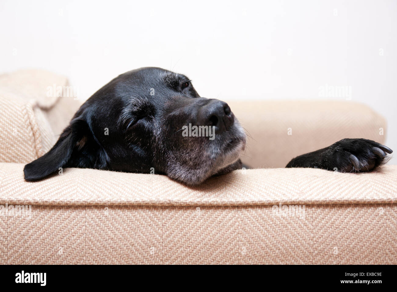 Elderly black labrador, single male adult lying in armchair Stock Photo