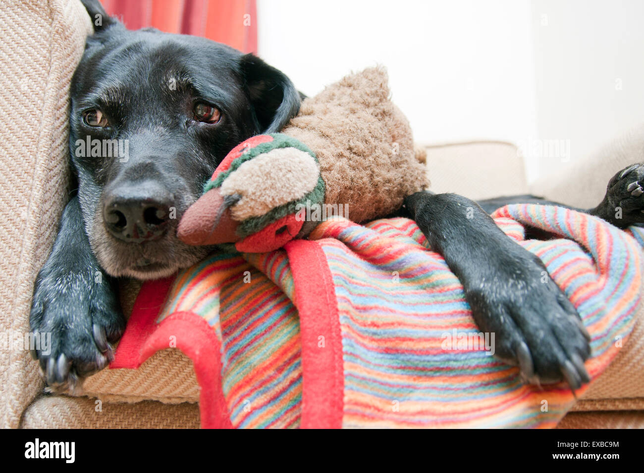 Elderly black labrador, single male adult playing with pheasant toy Stock Photo