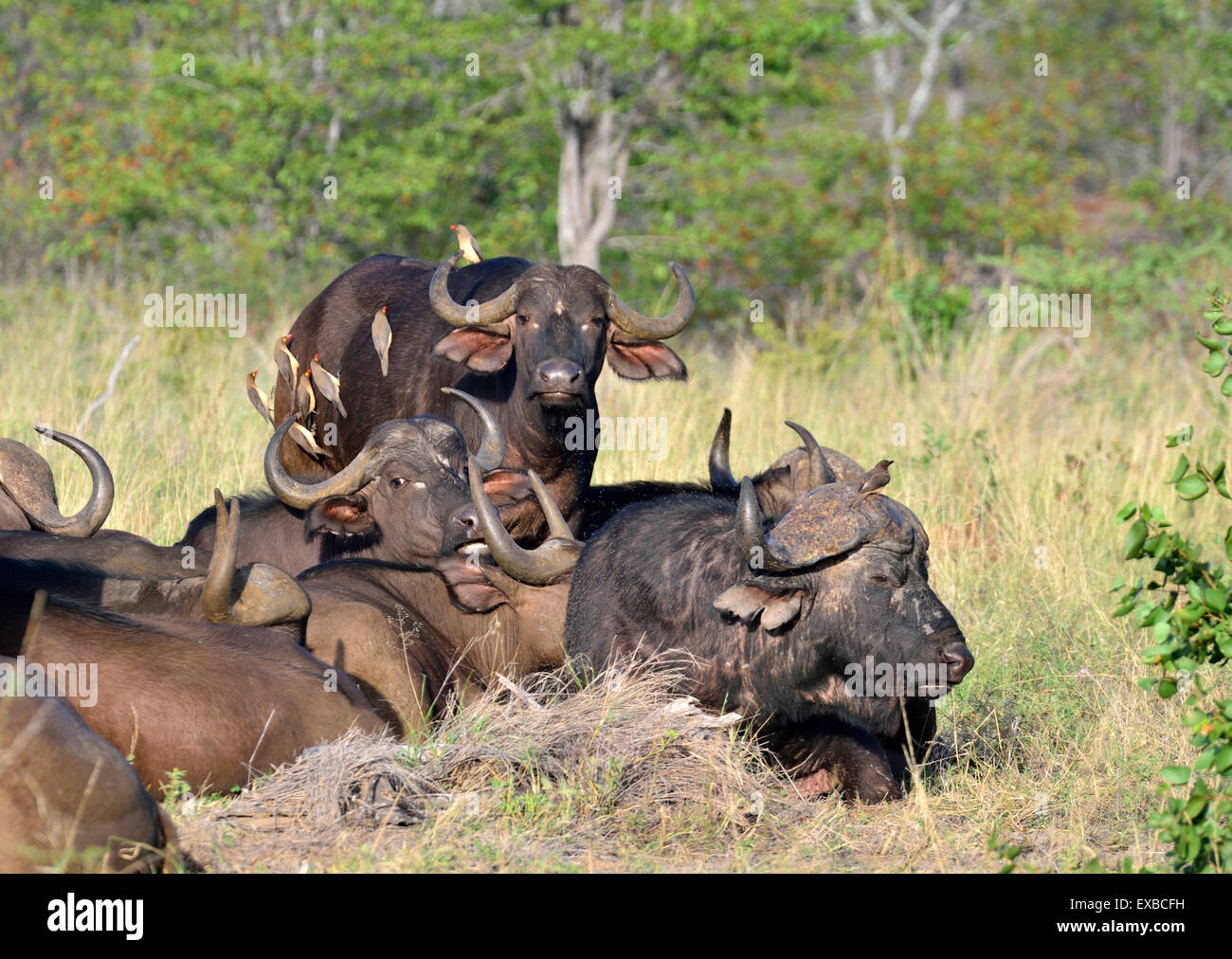 Cape or African Buffalo herd with Red-billed Oxpecker birds, Timbavati, South Africa 150502 72642 Stock Photo