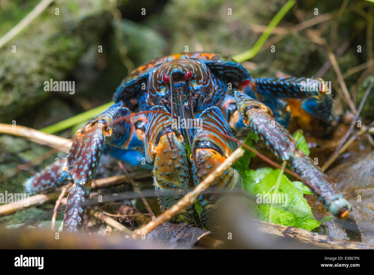 a brightly colored Coconut crab (Birgus latro) on a tropical island in the South Pacific Stock Photo