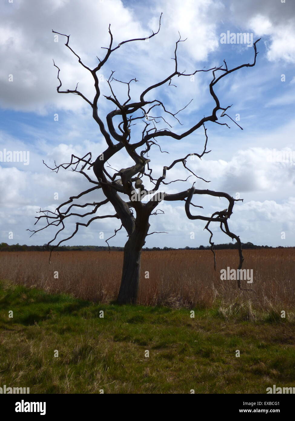 Snape Tree Scene Snape Tree Suffolk High Resolution Stock Photography and Images - Alamy
