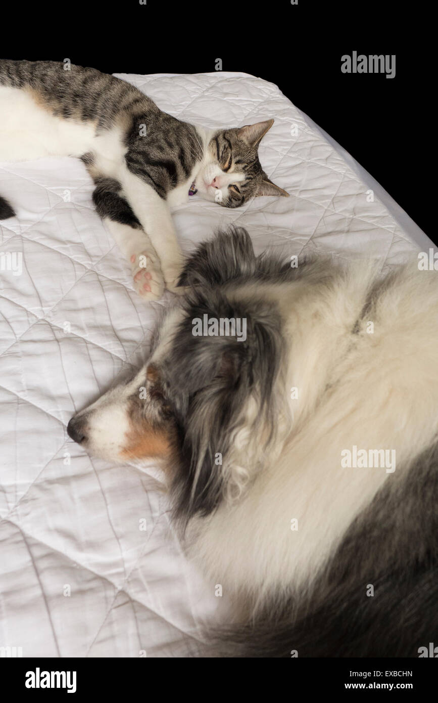Dog and kitten sleeping on bed. Stock Photo