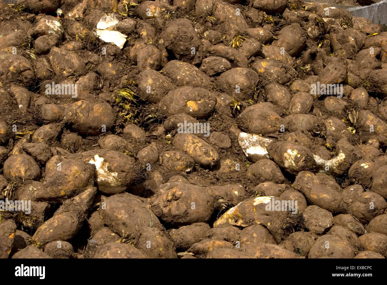 Harvest sugar beet pulp Stock Photo Alamy