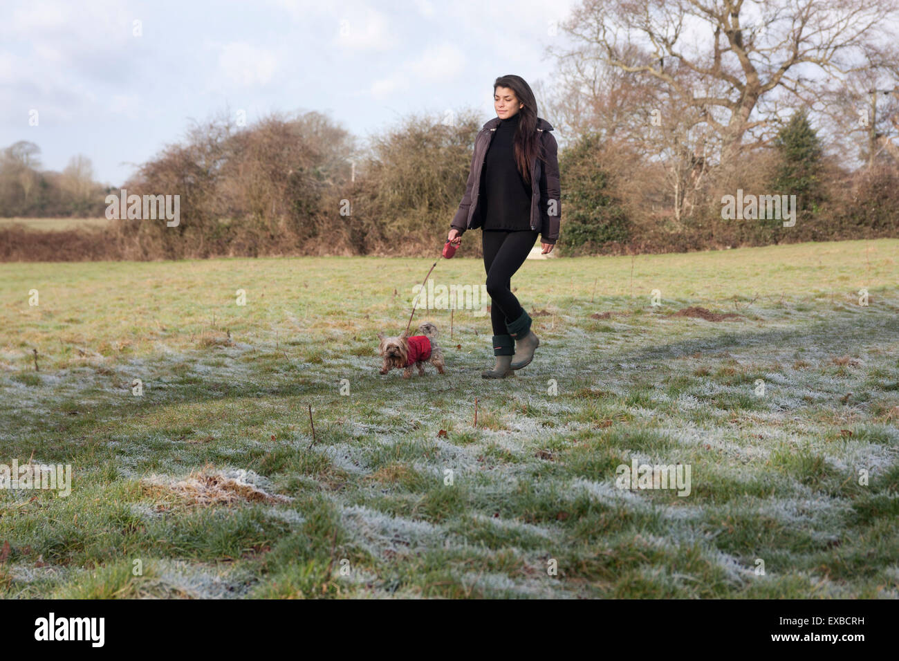 Yorkshire terrier and owner Woman walking dog on lead in countryside Frosty morning,  Hurstpierpoint, Low Weald, West Sussex, En Stock Photo
