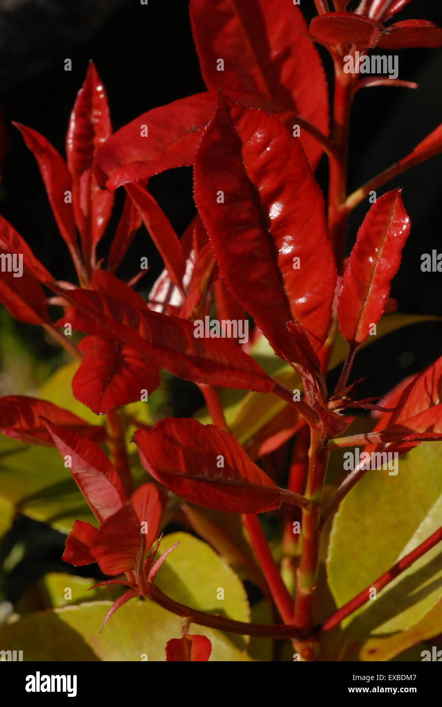 Photinia red robin bush hi-res stock photography and images - Alamy