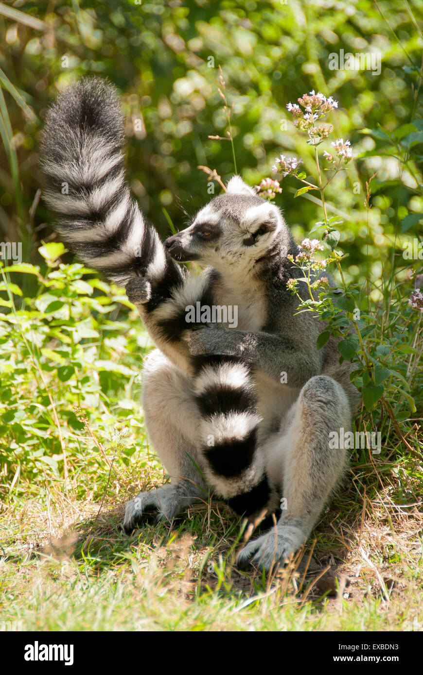 Long Haired Ape High Resolution Stock Photography and ...
