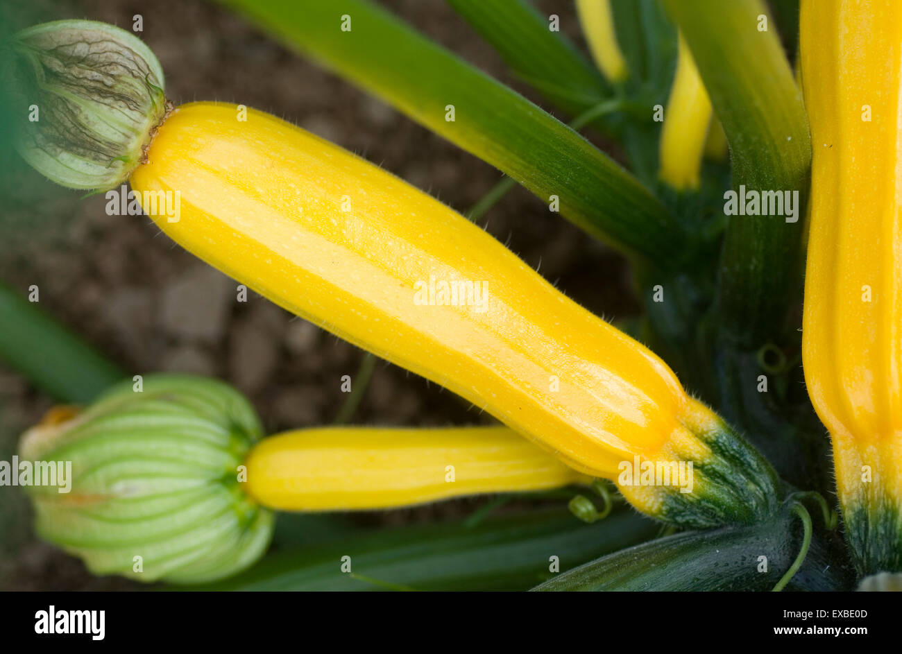 Young Courgettes and courgette flowers Stock Photo Alamy