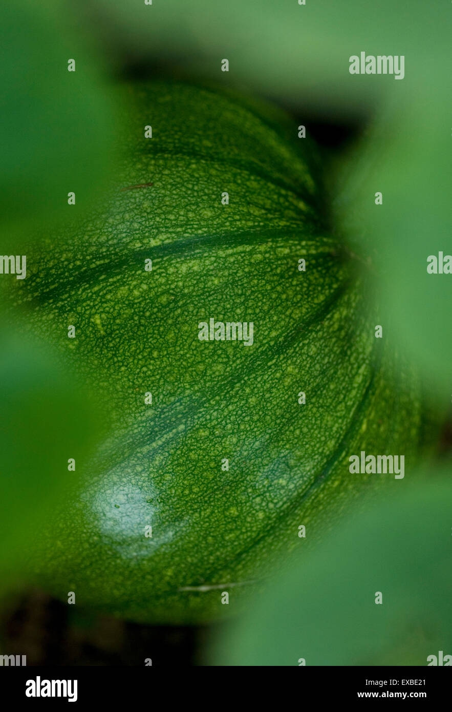 Marrow hiding amongst the leaves in the allotment. Stock Photo