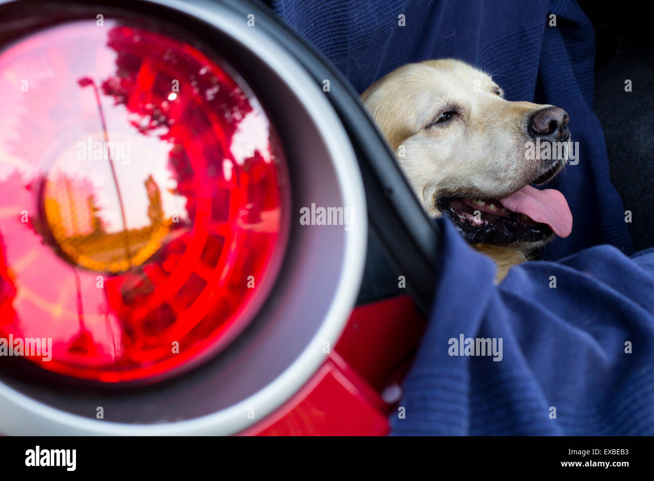 Golden Retriever sitted in a car after a run at the park in a hot sunny day. Stock Photo