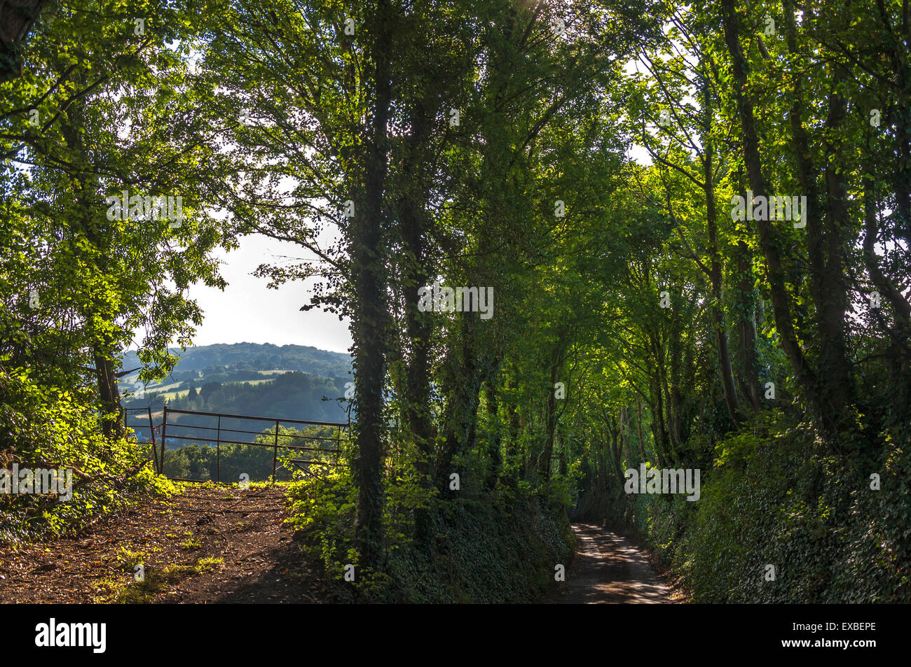 Countryside lane farm gate and fields in landscape in Batheaston, Bath