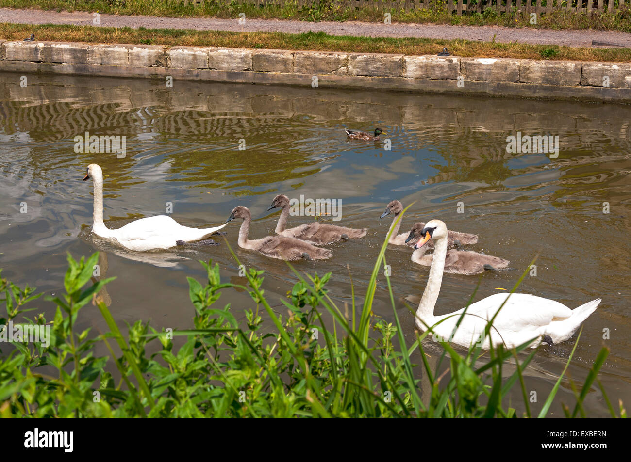 Swans with cygnets Stock Photo