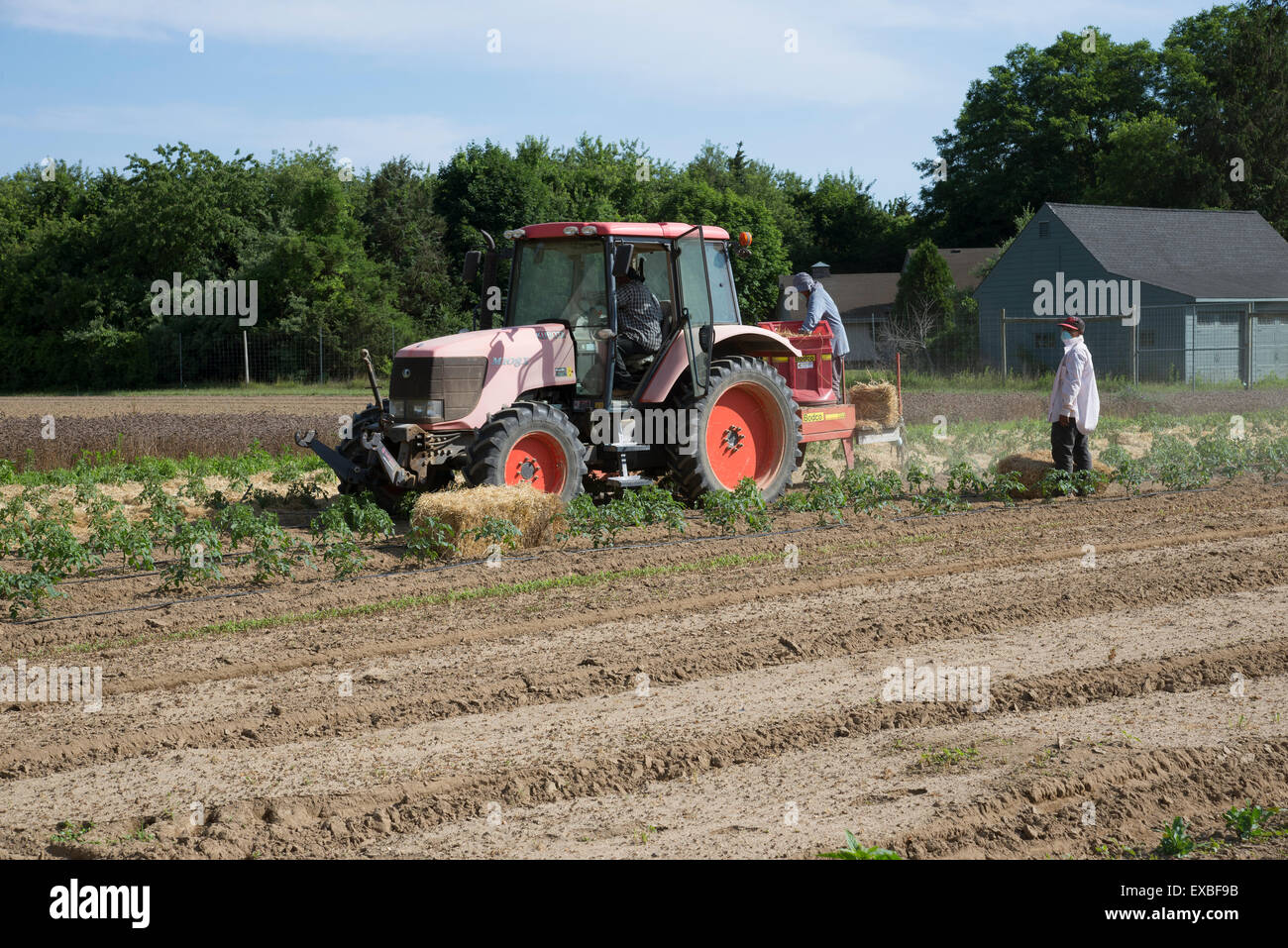 Farm workers laying straw as a mulch for young tomato plants in the
