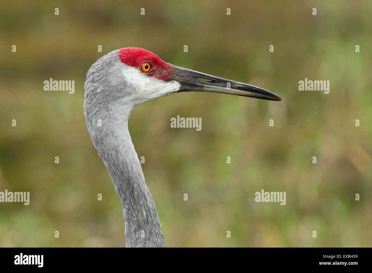 A close up portrait of a sandhill crane. Stock Photo