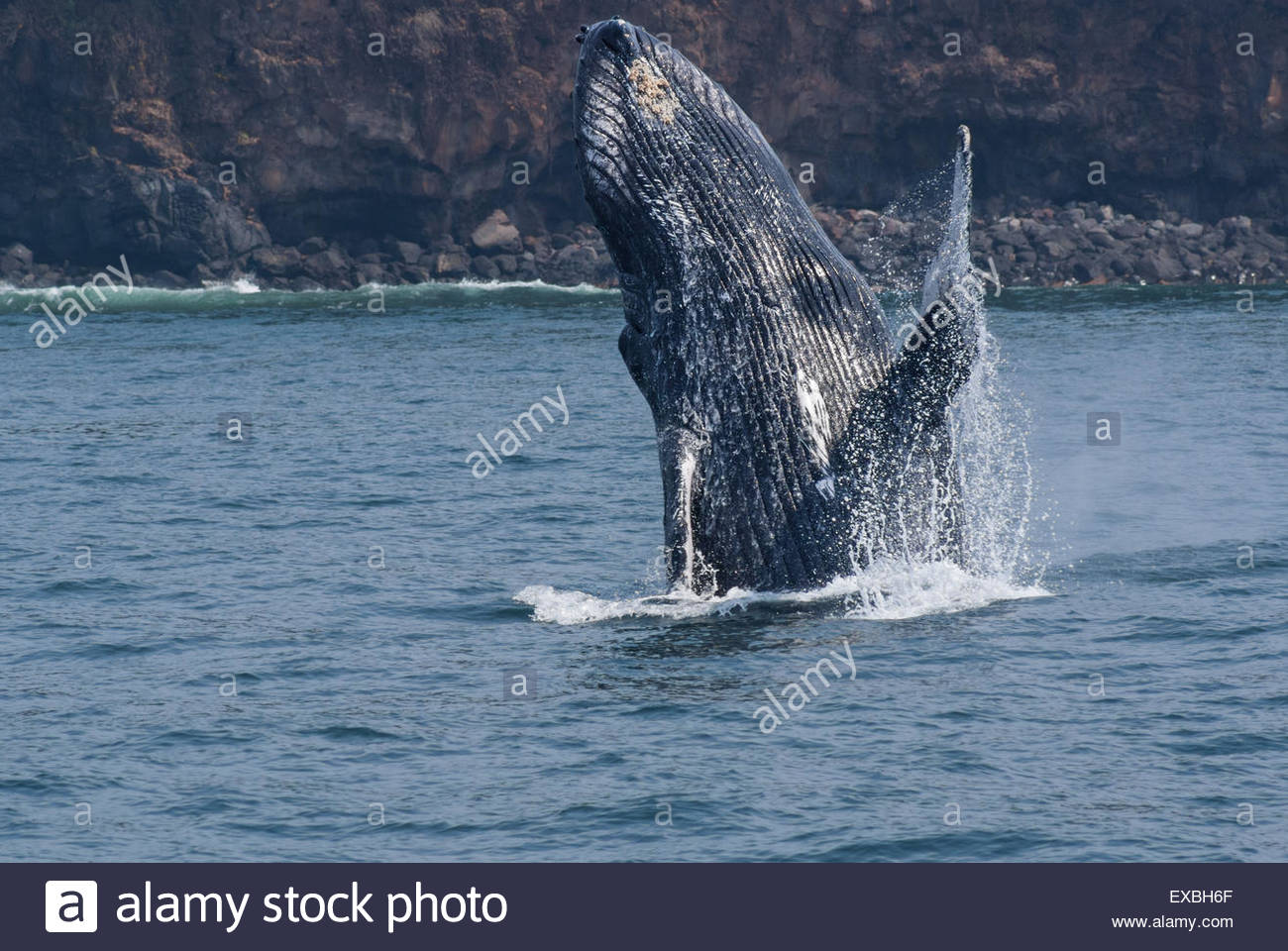 Blue Whale Breaching High Resolution Stock Photography and Images - Alamy