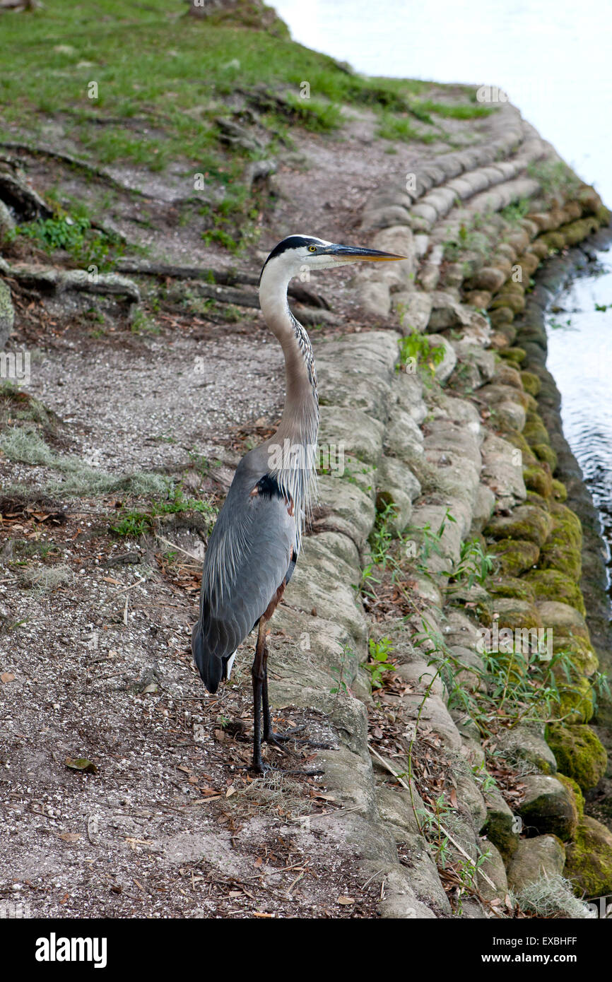 Heron by the water's edge. Stock Photo