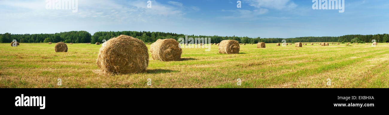 Hay bales with blue sky Stock Photo - Alamy