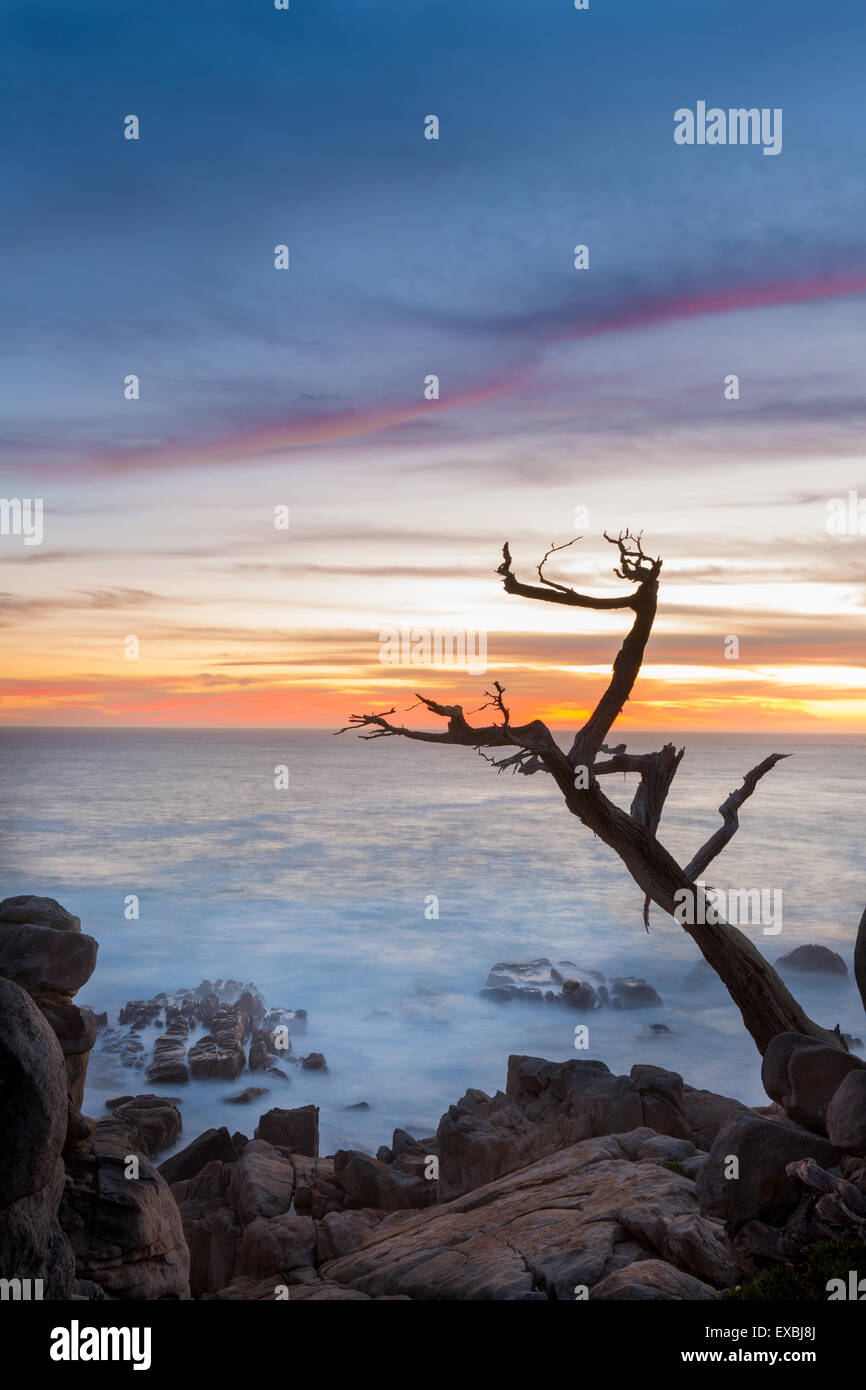Sunset with tree in silhouette on ocean Stock Photo - Alamy