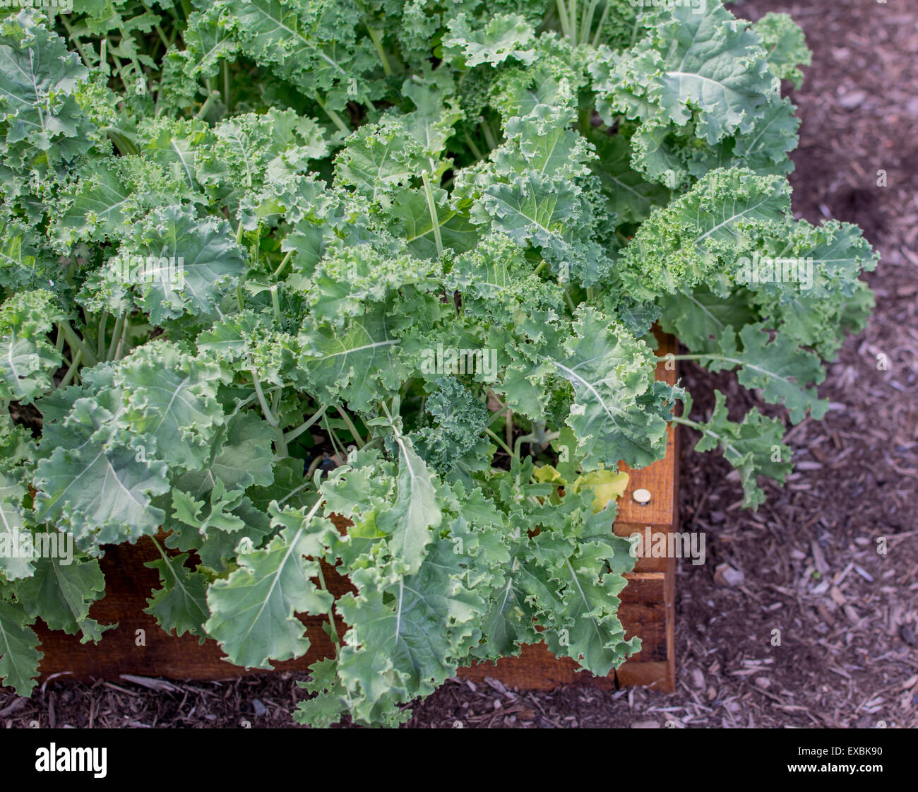 Kale growing in raised garden bed Stock Photo Alamy