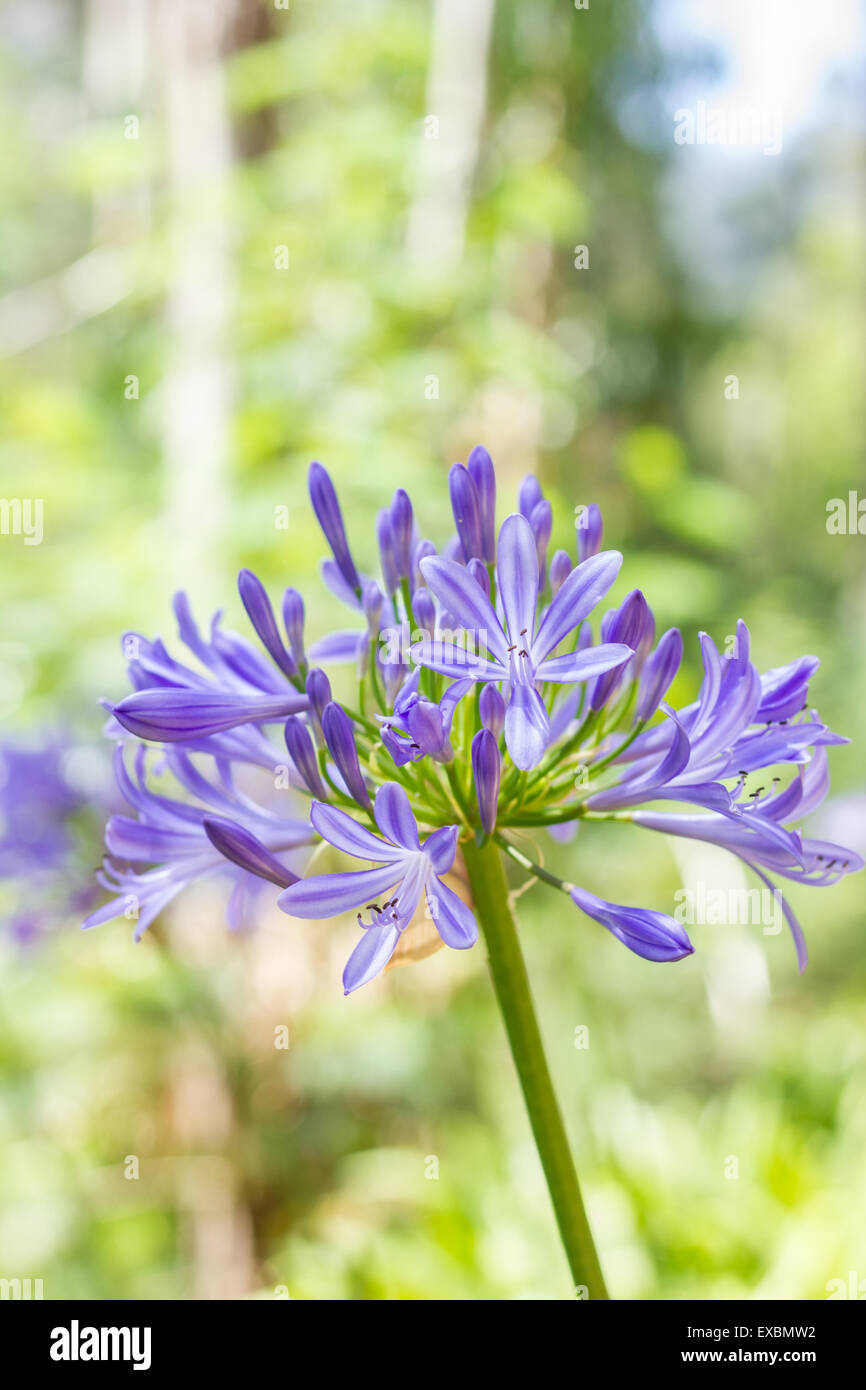 African Lily flowers in Madeira Island. Stock Photo