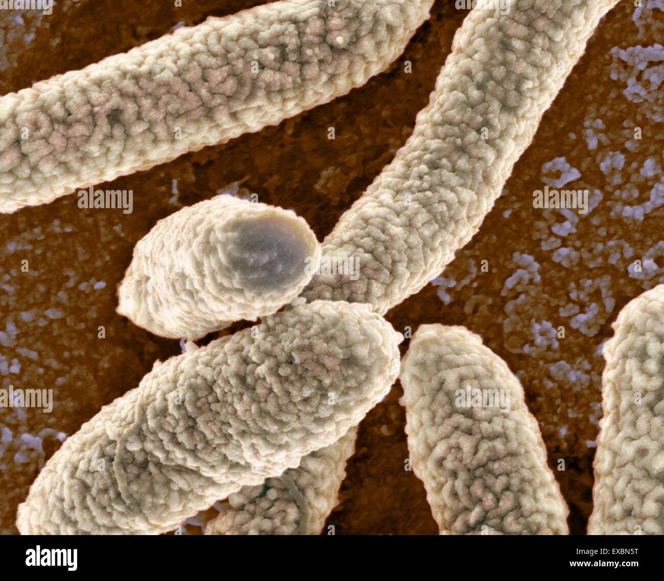 Coloured scanning electron micrograph (SEM) of Escherichia coli bacteria. Magnification: x27,800 when printed at 10 centimetres Stock Photo