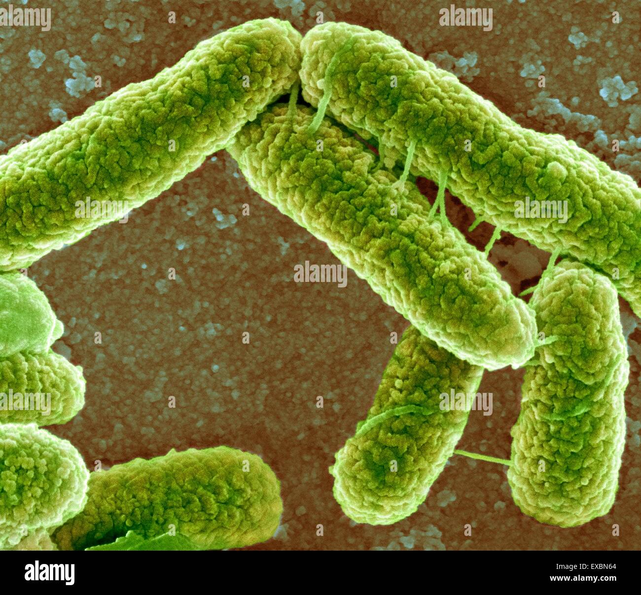 Coloured scanning electron micrograph (SEM) of Escherichia coli bacteria. The tubes connecting the bacteria are pili, which are Stock Photo