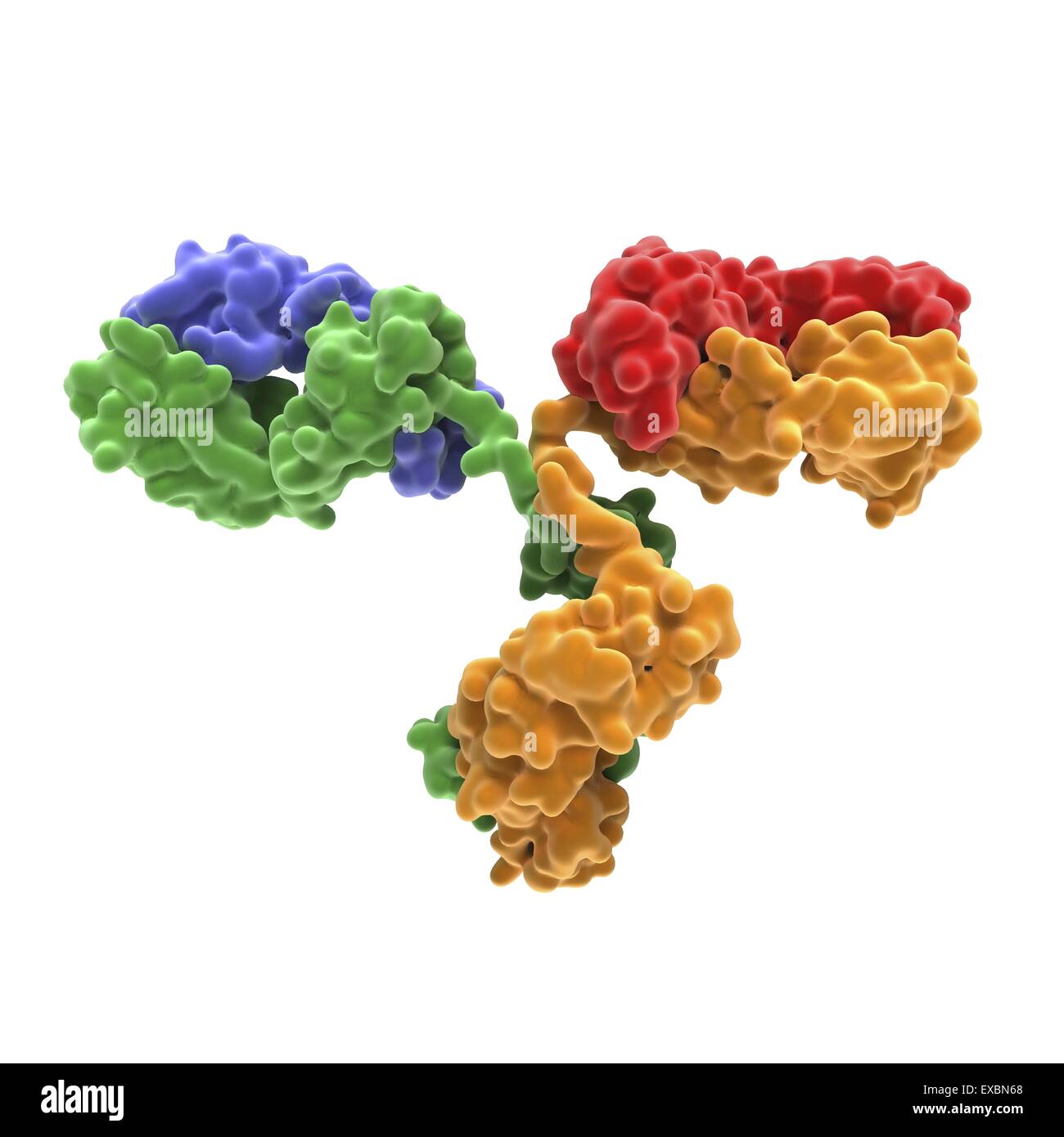 Antibody molecule. Molecular structure of a monoclonal human