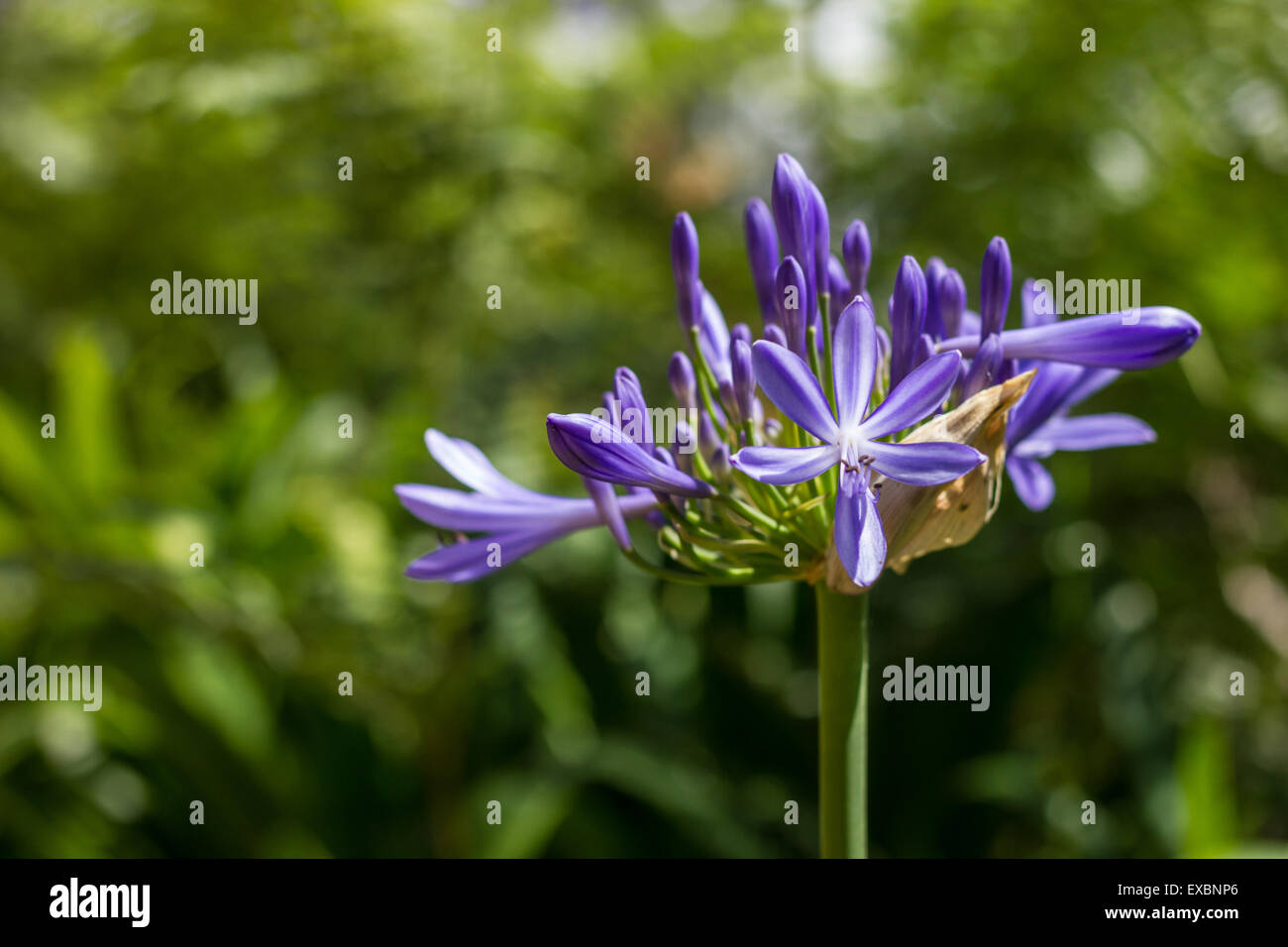 African Lily flowers in Madeira Island Stock Photo - Alamy